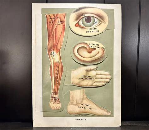 Antique 1901 Educational Anatomy Fold Out Diagram E J Stanley Medical