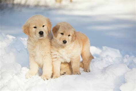 Golden Retriever Pups In Snow Massachusetts Usa Photograph By Lynn M