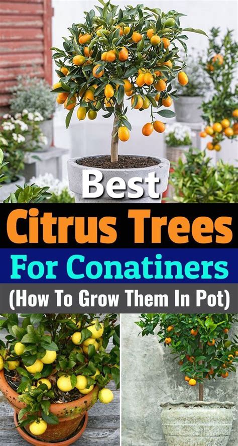 And as well as citrus you can also use them to grow all. Discover Best backyard ideas for small yards # ...