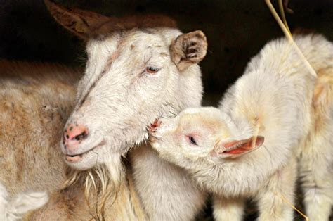Baby Lamb Wallpapers Top Free Baby Lamb Backgrounds Wallpaperaccess