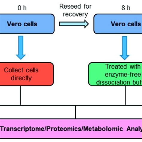 Overview Of The Workflow Of The Cell Detachment Process Download Scientific Diagram