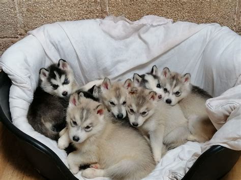 We did not find results for: Beautiful Siberian husky puppies for sale | Tenbury Wells, Worcestershire | Pets4Homes