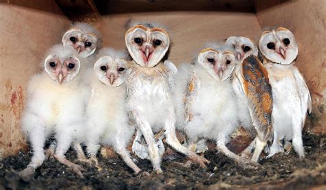 Barn Owl Camera Came Into Existence When The Wildwatch Staff Received A Request From A Wdfw
