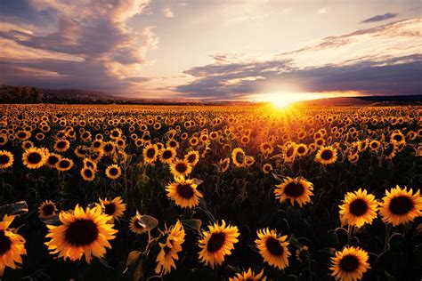 Sunset Sunflower Field 4k