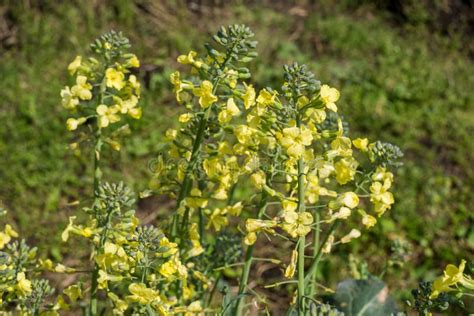 Yellow Broccoli Flowers Stock Photo Image Of Flower 273953470