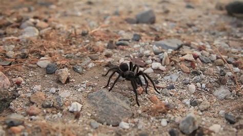 tarantula spider attacks camera youtube