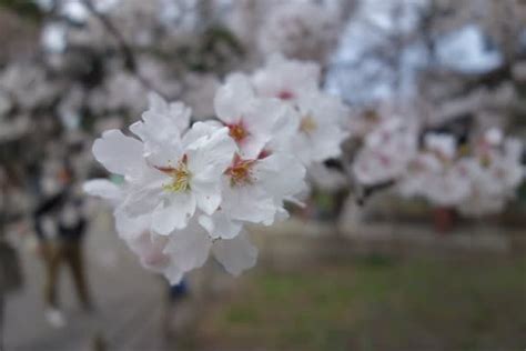 善福寺公園の桜、満開？ - まったり猫の毎日
