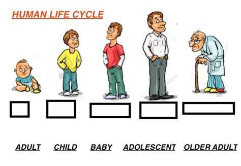 Human Life Cycle Activity