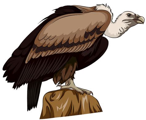 Long Billed Indian Vulture Clipart Free Download Transparent Png