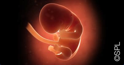 Lagu pilihan dato' siti nurhaliza. Pregnancy stages: Month 2 | Enfagrow A+ Malaysia