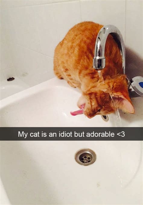 26 Hilarious Cat Snapchats That Need To Be Treasured Forever Funny