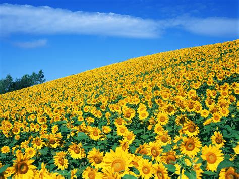 Yellow Sunflower Wallpapers 34 Wallpapers Adorable Wallpapers