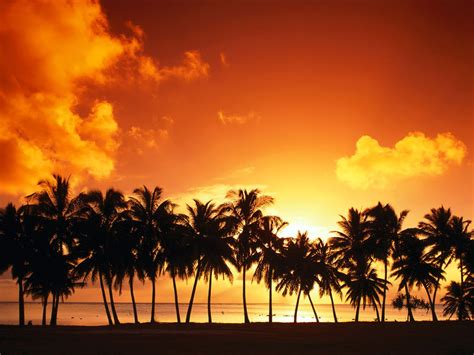 Nature Palm Trees Sunset Sea Wallpapers Hd Desktop And Mobile