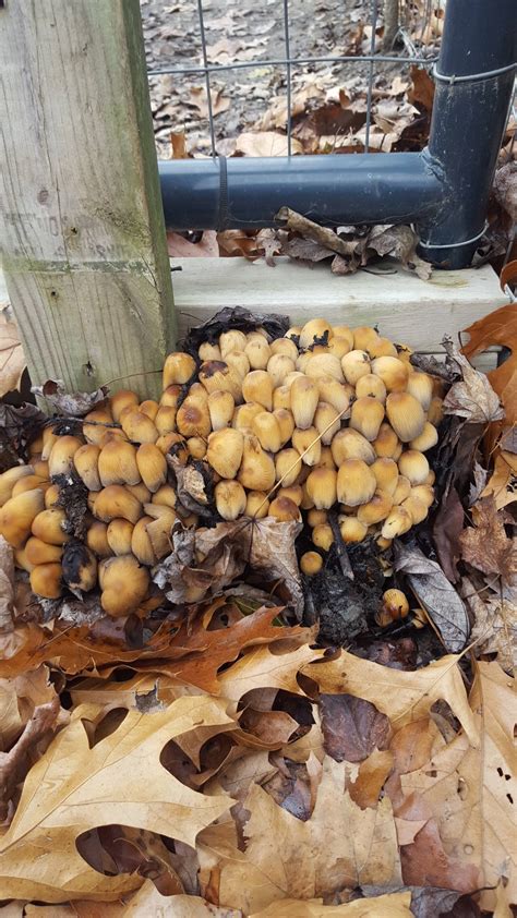 Northeast Ohio Id Mushroom Hunting And Identification Shroomery