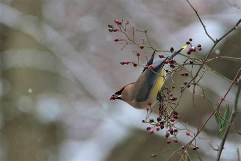 Christmas Bird Count Help The Audubon Society Identify Feathered