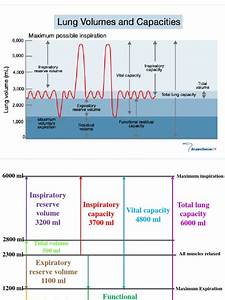 Lung Volumes And Capacities Exhalation Breathing