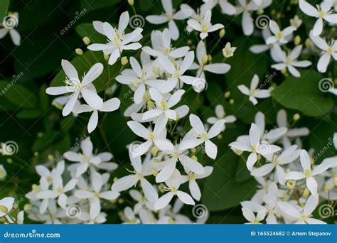Fragrant White Flowers Of Clematis Flammula Or Clematis Manchurian