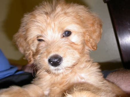We raise our puppies in arkansas, but we do ship to alabama or we can make if you're looking for a goldendoodle and live in the great state of alabama let us help you out! Puppies for sale - Goldendoodle, Miniature Goldendoodles - ##f_category## in Springville, Alabama