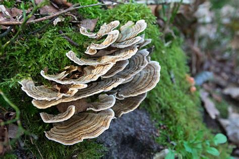 how to identify turkey tail mushrooms fungi magazine