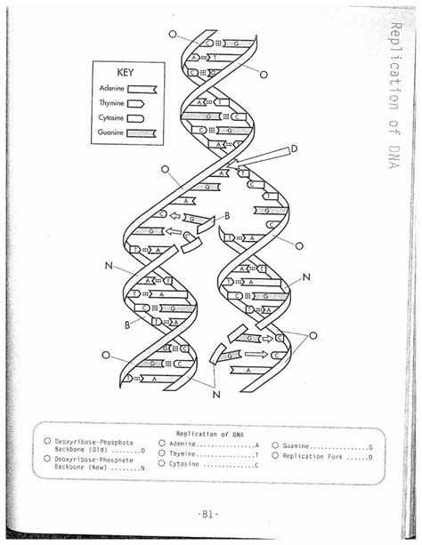 Hence dna replication classify genetics. Dna Structure Worksheet Answer Inspirational Dna ...