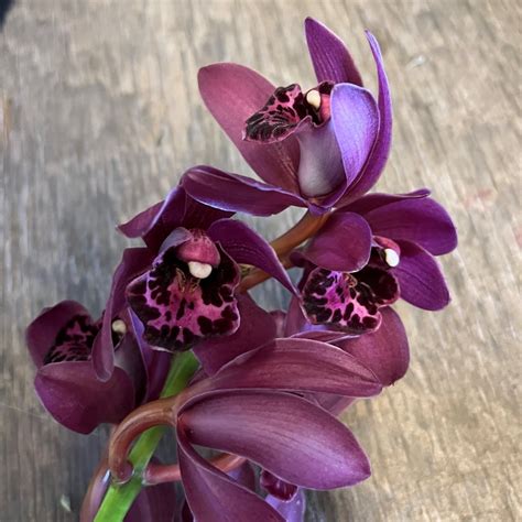 Burgundy Cymbidium Orchids Mini Florabundance Wholesale Flowers
