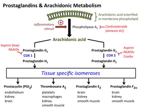 Clinically significant nsaid drug interactions. medications - Why do corticosteroids have few kidney ...