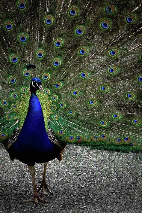 Wandering Peacock Photograph By Becs Craven Pixels