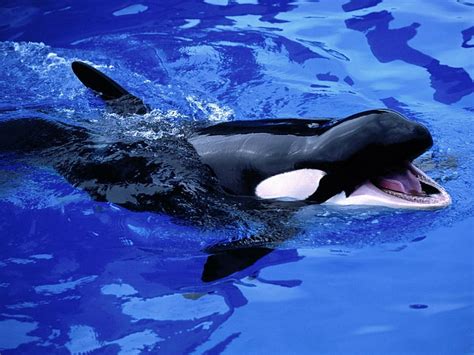 Orca Underwater Wallpaper