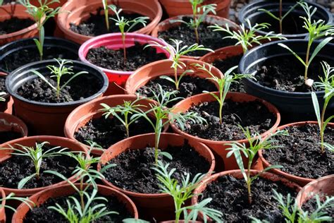 Easy Steps To Plant Cosmos Seeds Indoors And Out Cosmos Plant