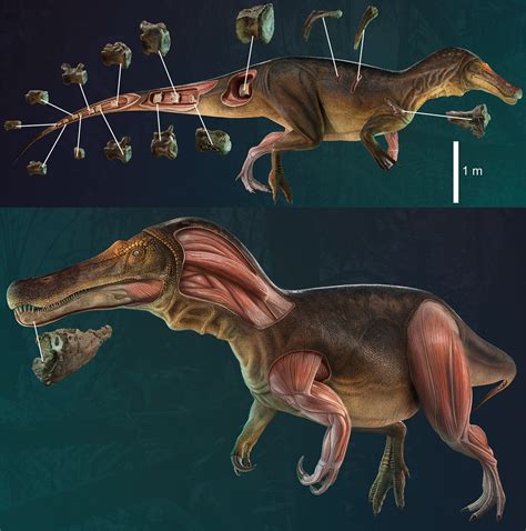 Iberospinus Paleontology Wiki Fandom