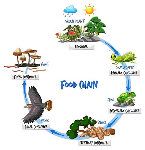 Types Of Food Chains In The Desert Design Talk