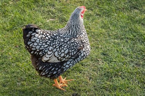 Wyandotte Chicken Care Guide Color Varieties And More Art Sphere
