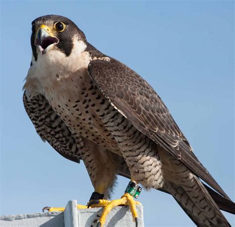 Falcon Images Peregrine Falcon Gender Differences