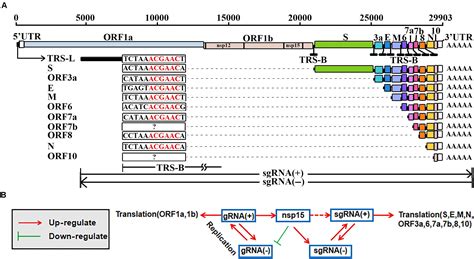 Frontiers A Negative Feedback Model To Explain Regulation Of Sars Cov