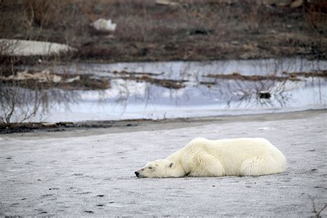 Starving Polar Bear Can Hardly Move Say Residents Of Norilsk