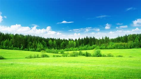 1920x1080 Sky Trees And Grass Green Meadow Desktop Pc And Mac Wallpaper