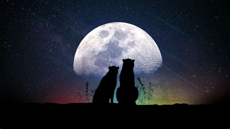 Animals Moon Silhouettes Starry Sky 4k Silhouettes Moon Animals