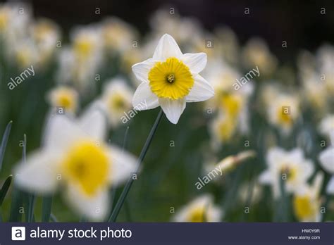 Variety Of Narcissus Hi Res Stock Photography And Images Alamy