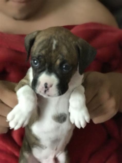 Get healthy pups from responsible and professional breeders at puppyspot. Boxer Puppies For Sale | Clermont, FL #307436 | Petzlover