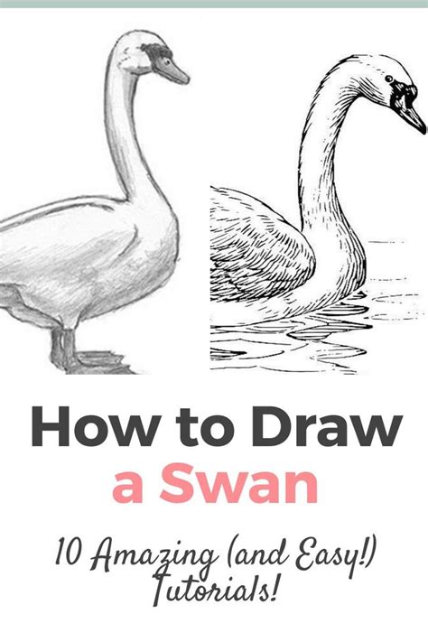 How To Draw A Swan In 10 Easy Steps