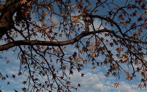 Download Wallpaper 3840x2400 Tree Branches Leaves Dry Autumn 4k