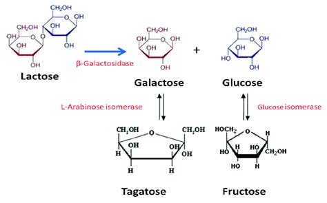 Lactase Enzyme Structure