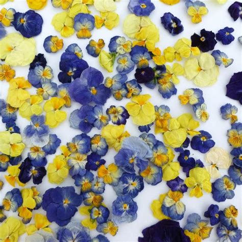 Dried and preserved flowers have seen a huge boost in popularity lately — and it's not hard to see why. Dried Pansy, Cake Topper, Edible Flowers, Supply, Real ...