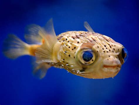 Baby Puffer Fish Are Super Cute Luvthat