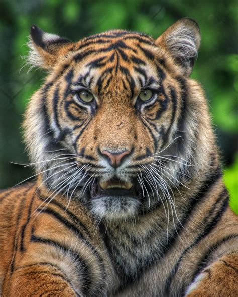Sumatra Tiger Foto And Bild Tiere Zoo Wildpark And Falknerei