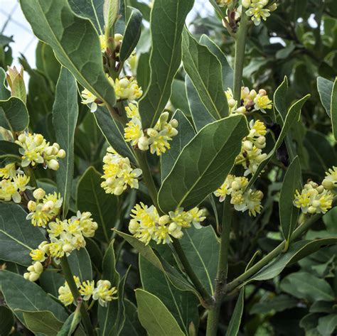 Bay Laurel Potted Plants For Sale Sweet Bay Easy To Grow Bulbs