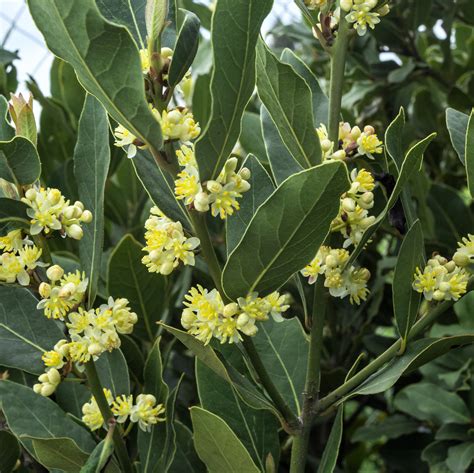 Bay Laurel (Sweet Bay) – Easy To Grow Bulbs