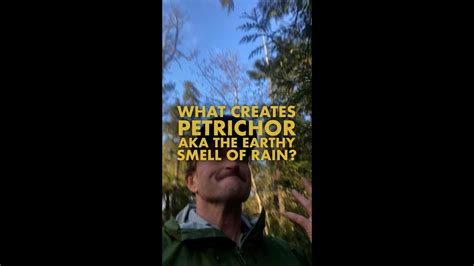What Creates Petrichor Aka The Earthy Smell Of Rain Youtube