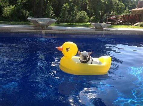 French Bulldog On A Rubber Ducky Float In The Pool Cool Pets Dog