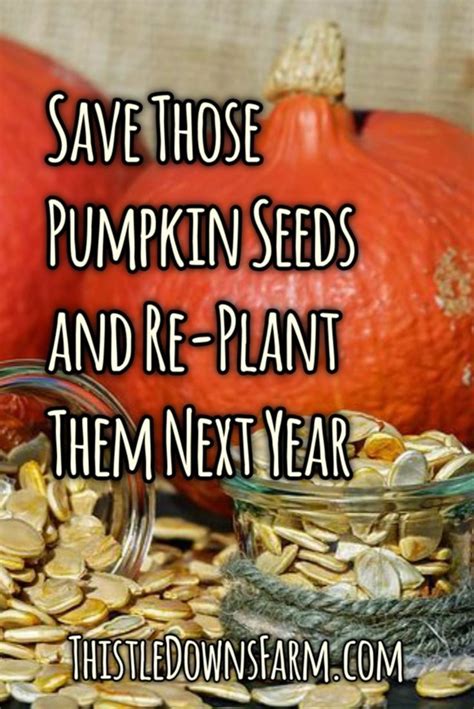 How To Save Pumpkin Seeds For Re Planting Next Year Thistle Downs Farm In 2022 Pumpkin Seeds